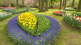 2014-04-17 Holland Tulips 34.jpg